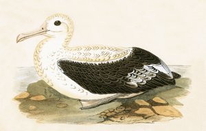 Vandrende albatros, illustration fra "A History of the Birds of Europe Not Observed in the British Isles" af Charles Robert Bree (1811-86), udgivet i 1867