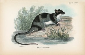 Vand-Opossum af English School