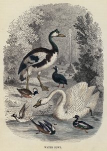 Wasservögel (Gravur)