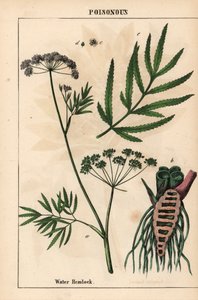 Vandhæk med blade, rodstruktur og blomster. Cicuta virosa   , fra "The Instructive Picturebook, or Lessons from the Vegetable World," [Charlotte Mary Yonge], Edinburgh af English School