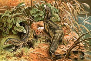 Vandmonitorer, der røver en rede af English School