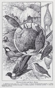 Webervögel und ihre Nester