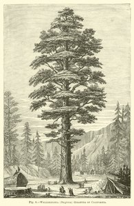 Wellingtonia (Sequoia) Gigantea fra Californien af English School