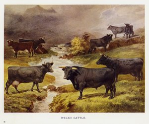 Welsh Cattle (farve litho) af English School