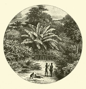 Vestafrika af English School