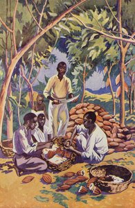 Vestafrika, åbning af kakaobælg (farvelitografi) af English School