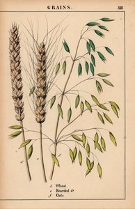 Hvede, skægget hvede og havre.  , fra "The Instructive Picturebook, or Lessons from the Vegetable World," [Charlotte Mary Yonge], Edinburgh af English School