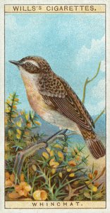 Whinchat af English School