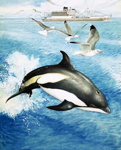 Hvidsidet delfin springer gennem bølgerne af English School