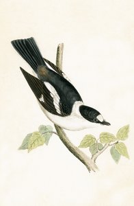 White Collared Fluesnapper, illustration fra 
