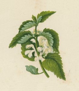 Hvid døvnælde, Lamium Album (farvelitografi) af English School
