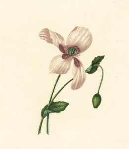 Hvid valmue, Papaver Somniferum (farvelitografi) af English School