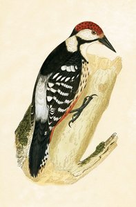 White Rumped Woodpecker, illustration fra 