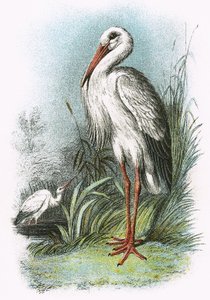 Hvid Stork af English School