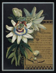 Hvid passionsblomst, julehilsenskort. (chromolitho) af English School