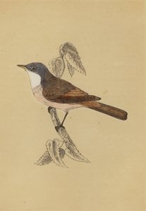 Whitethroat (farve litho) af English School