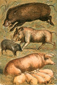 Vildsvin, vortesvin, peccary, so og grise af English School