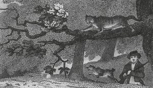 Vild kat (gravering) af English School