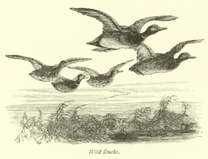 Wild Ducks  af English School