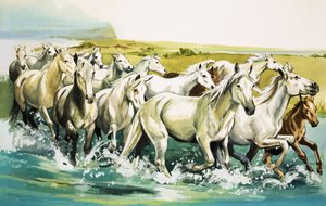 Wild Horses of the Camargue, 1971 af English School