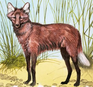 Vild hund af English School