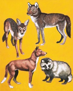 Vilde hunde montage af English School