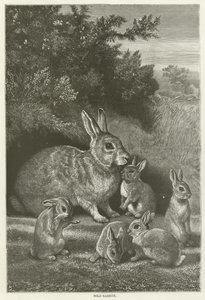 Wild rabbits  af English School