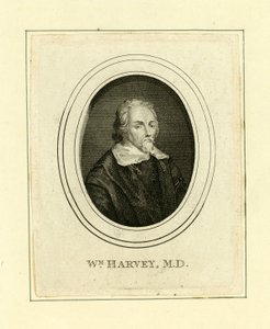 William Harvey af English School