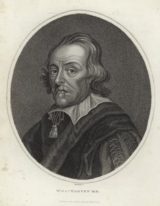 William Harvey af English School