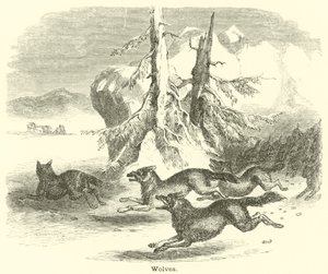 Wölfe von English School