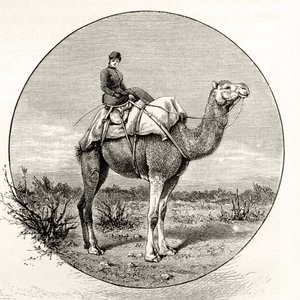 Kvinde på en kamel i Australien, ca. 1880, fra "Australian Pictures" af Howard Willoughby, udgivet af Religious Tract Society, London, 1886 af English School