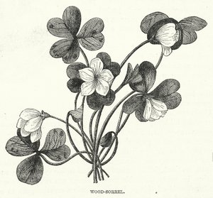 Wood-Sorrel (gravering) af English School