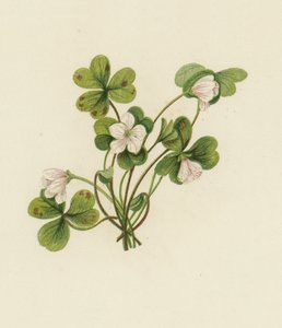 Træsyre, Oxalis Acetosella (farve litho) af English School