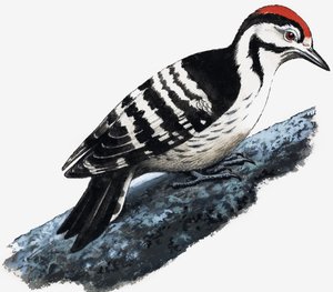 Spætte (Downy Woodpecker) af English School
