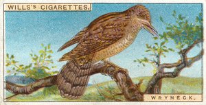 Wryneck af English School