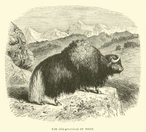 Yak (Bos grunniens) of Tibet  af English School