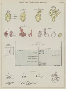 Gærplante, Saccharomyces Cerevisiae (farvelitografi) af English School