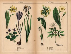 Gul påskelilje, hvid poetens narciss, lilla krokus, lilla viol, gul primula, gul kohals, hvid skovanemone og hvid vintergæk.   , fra "The Instructive Picturebook, or Lessons from the Vegetable World," [Charlotte Mary Yonge], Edinburgh af English School