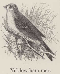 Yellowhammer (gravering) af English School