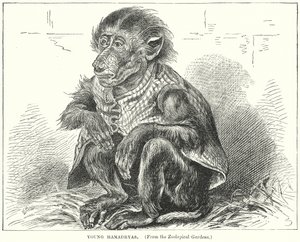 Young Hamadryas (engraving) af English School