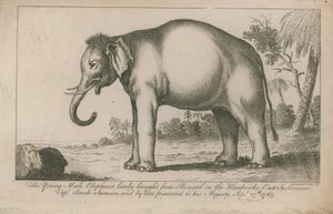 Ung hanelefant af English School