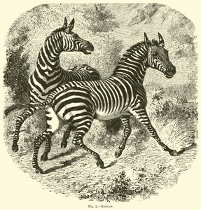 Zebraer af English School