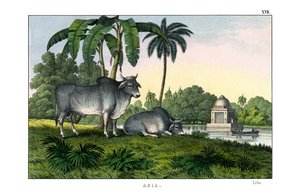 Zebu af English School