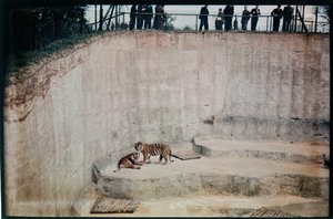 Whipsnade Zoo, Whipsnade, Central Bedfordshire, Central Bedfordshire, UK af Eric Maybank