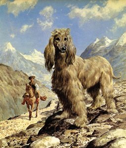 Afghan Hound (farvelitografi)