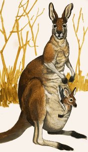 Kænguru