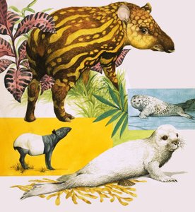 Den malaysiske tapir og den atlantiske gråsæl