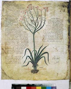 Dioscorides Herbarium (miniature)