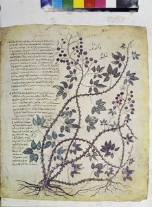Helside: miniature med inskriptioner: Rubus tomentosus (miniature)