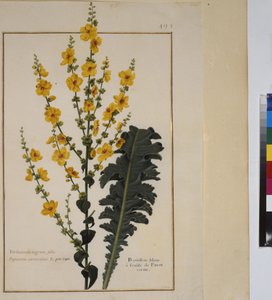 Helside: plantestudie, ca. 1650-75 af Erich Lessing